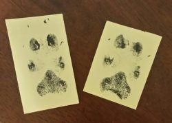 paw prints after pet home euthanasia