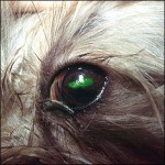 Fluorescein stain adheres to an injury on the eye and glows green.