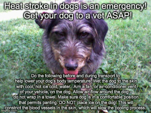 Heat Stroke in dogs
