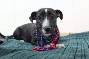 terrier mix with beads