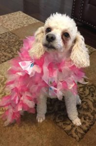 poodle with pink boa