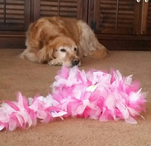 Queenie was rescued from a puppy mill. The boa was a little scary, but she's still glam!