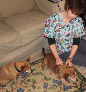 veterinary acupuncture, dog acupuncture